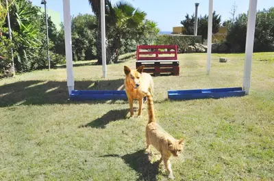 Ospiti di Bed and Breakfast Morghella con animali domestici