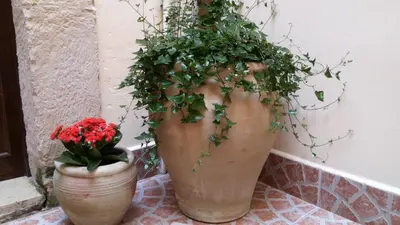 Giardino di Casa Bidduzza