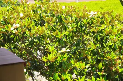 Giardino di Happy Holiday Villa - Pool & Garden