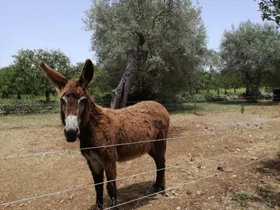 Altri animali domestici presso la villa o nei dintorni