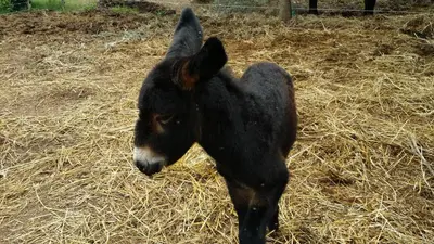 Altri animali domestici presso la villa o nei dintorni