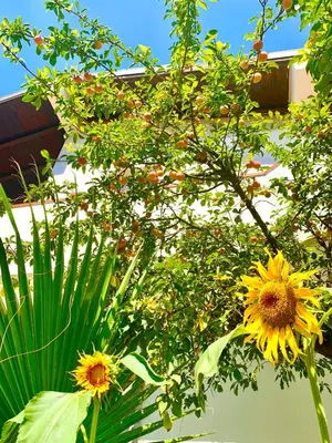 Giardino di Villa Viola