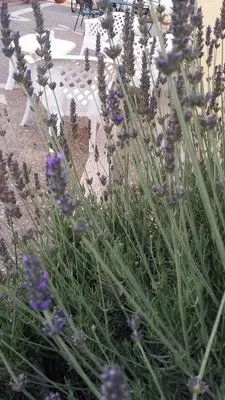 Giardino di Appartamenti Sul Mare