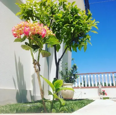 Giardino di Corte Sveva Affittacamere