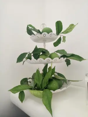 Planimetria di Dolci Agrumi