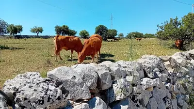 Altri animali domestici presso l'agriturismo o nei dintorni
