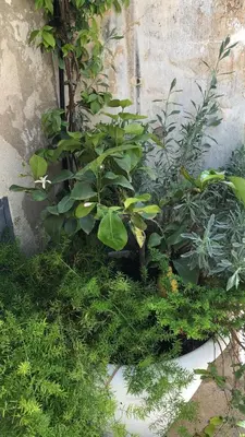 Giardino di A casa da Anita