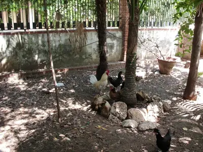 Altri animali domestici presso l'hotel o nei dintorni