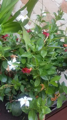 Giardino di Cataleya