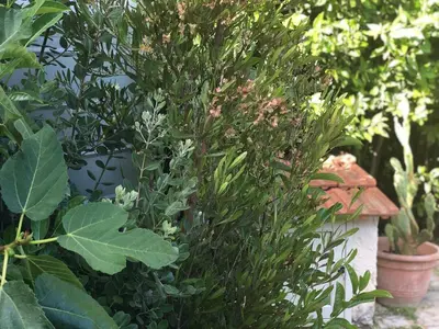 Giardino di Le tre Palme