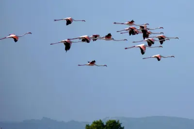 Altri animali domestici presso il bed & breakfast o nei dintorni