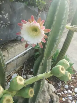 Planimetria di A Due Passi Dal Mare