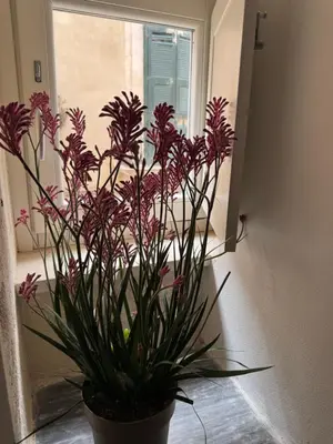 Planimetria di Ficupalas