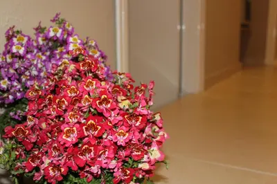 Planimetria di Harmony Rooms