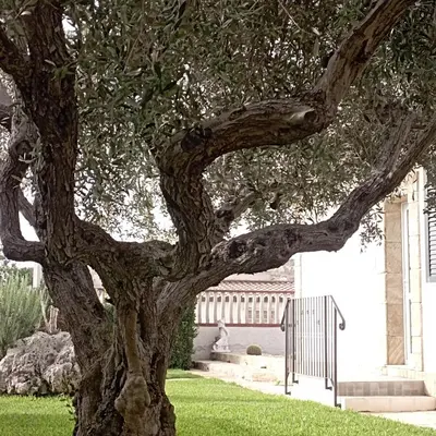Giardino di La casetta di viale Paradiso