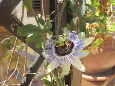 Giardino di B&B Villa Giusy