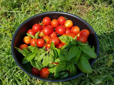 Cibo presso la casa vacanze o nelle vicinanze