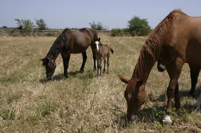 Altri animali domestici presso l'appartamento o nei dintorni