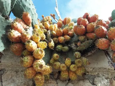 Planimetria di Tenuta San Calogero Appartamento Salvia
