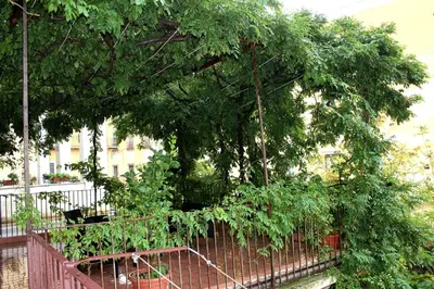 Giardino di Appartamento Il Glicine
