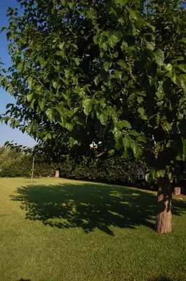 Giardino di Villa Garden