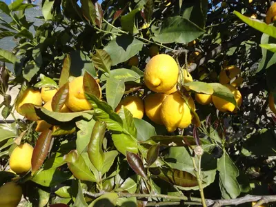 Planimetria di B&B Terra Marique