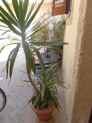 Balcone o terrazza di Casa Gaia Ortigia Holiday Home