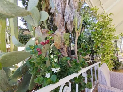 Giardino di Casa di Lu’