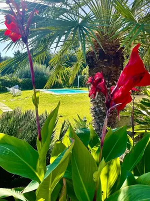 Piscina di Strelitzia's house with heated pool , private garden and private parking & wi-fi o nelle vicinanze