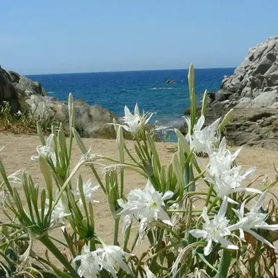 Giglio di mare Marzamemi
