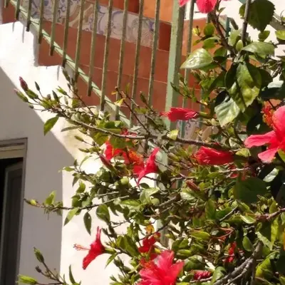 CASALE HIBISCUS