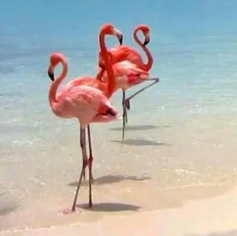Altri animali domestici presso la casa vacanze o nei dintorni