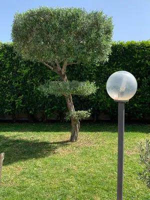 Giardino di B&b Vittoria House