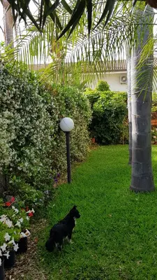 Giardino di Villa Artemide