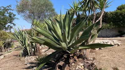 Giardino di La Torretta di Ognina