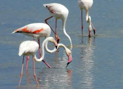 Altri animali domestici presso la casa vacanze o nei dintorni
