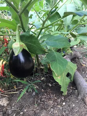Giardino di Cosi Priziusi