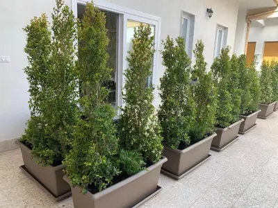 Giardino di Thalya Luxury Rooms