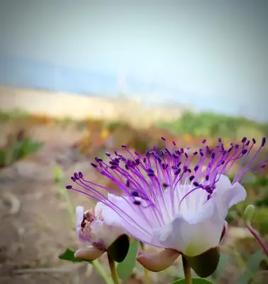 Paesaggio naturale nelle vicinanze dell'appartamento