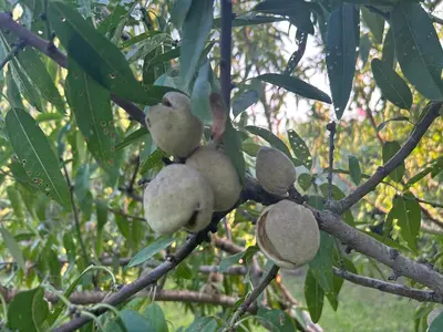 Planimetria di Country House il Gelso e l'Ulivo appartamento in villa l'Ulivo