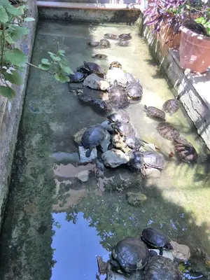 Giardino di Oasi Del Gabbiano