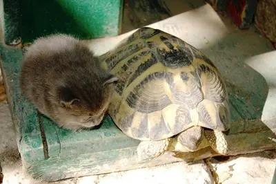 Altri animali domestici presso la casa vacanze o nei dintorni