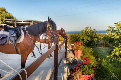 Altri animali domestici presso l'agriturismo o nei dintorni