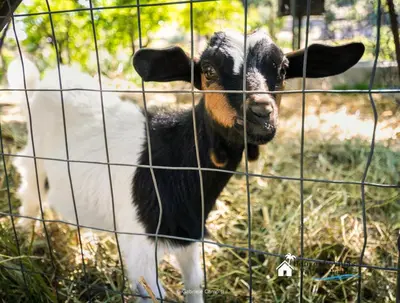 Altri animali domestici presso l'agriturismo o nei dintorni