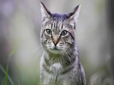 Ospiti di Viila near Syracuse in Siracusa con animali domestici