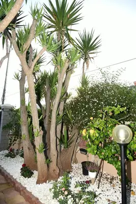 Giardino di CASA DI ALICE A 250 METRI DAL MARE