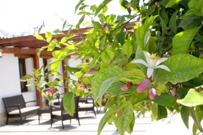 Giardino di Terra Dei Limoni