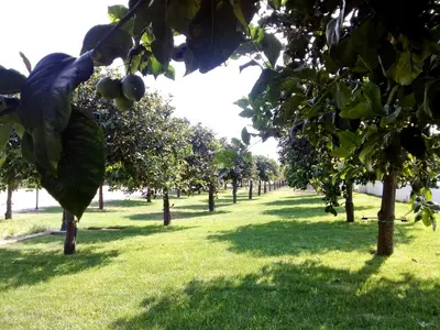 Giardino di Terra Dei Limoni