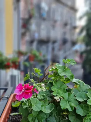 Giardino di Casa tua suites