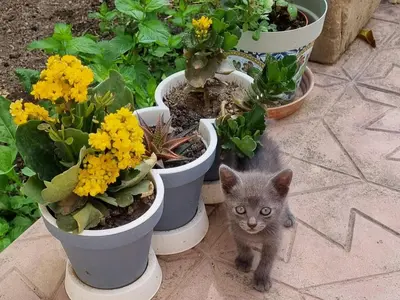 Ospiti di CASA Zia Sarina con animali domestici